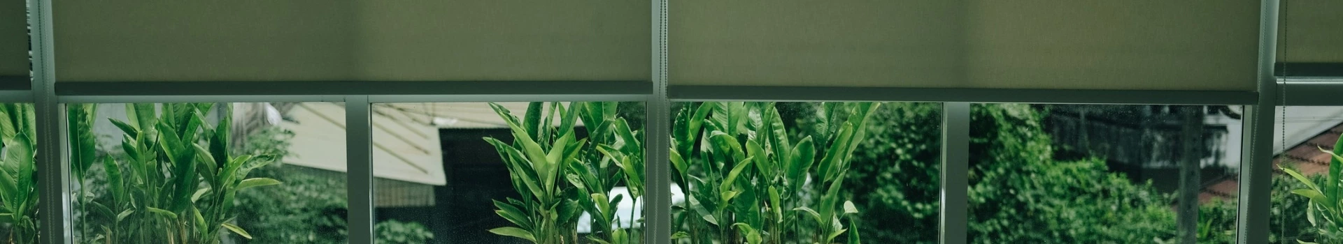 rośliny za oknem